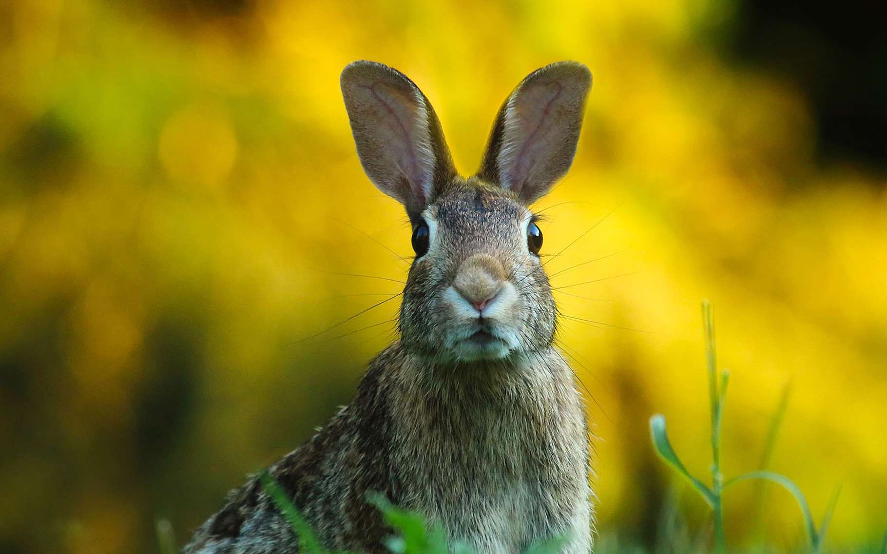 image d'un lapin