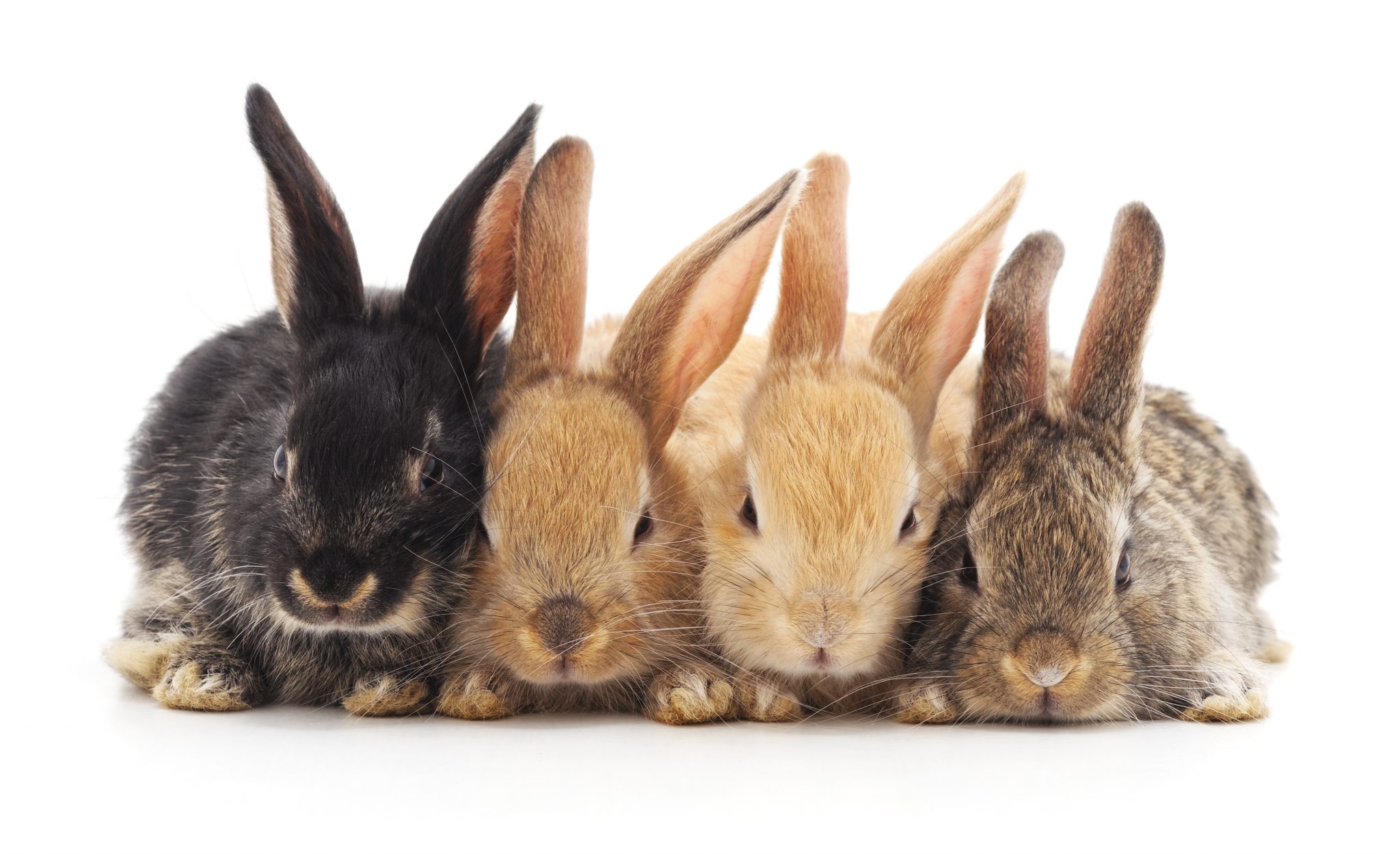 image de quatre lapins