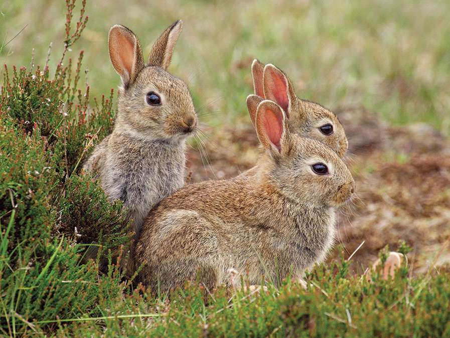 image d'un groupe de lapin