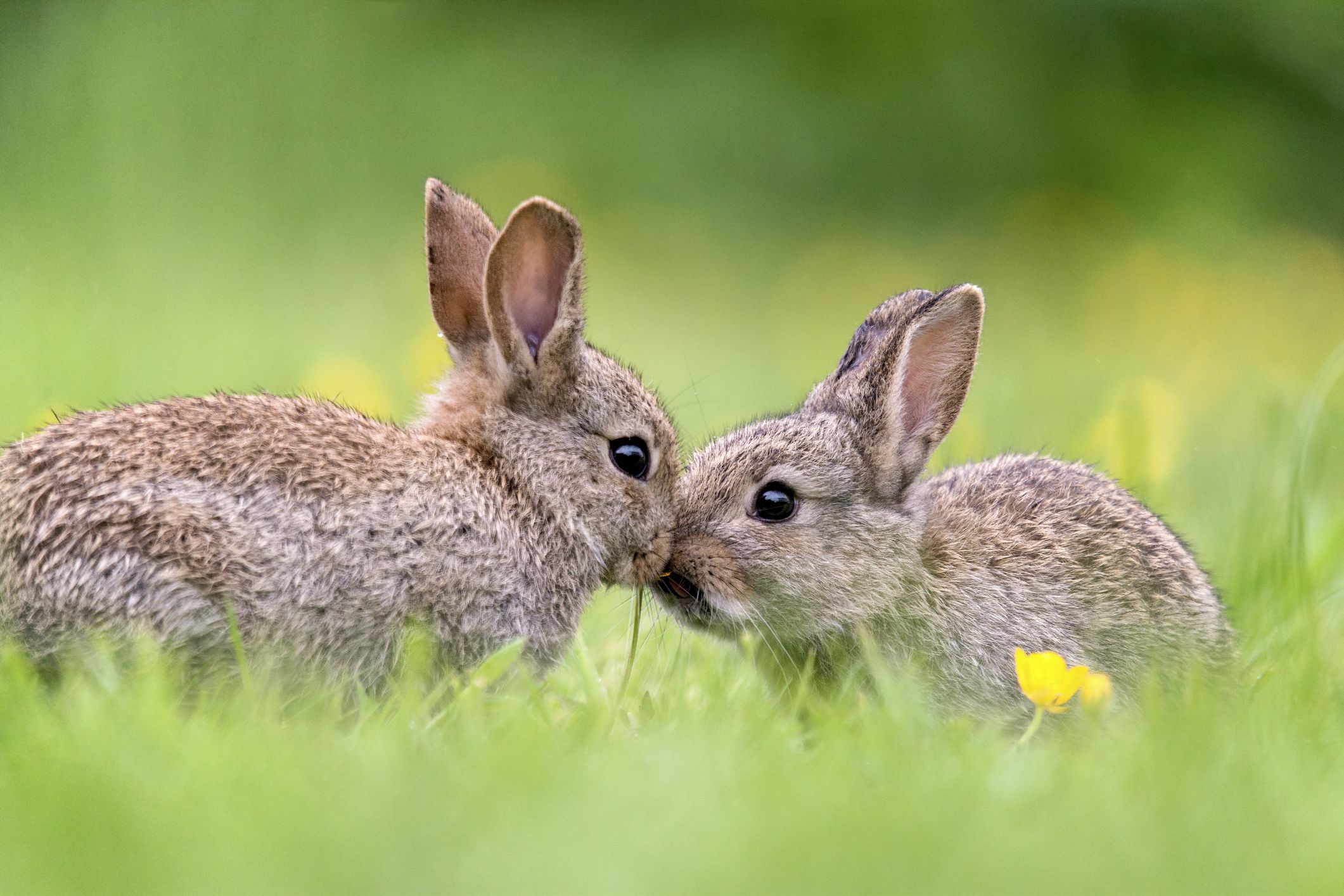 image de deux lapins