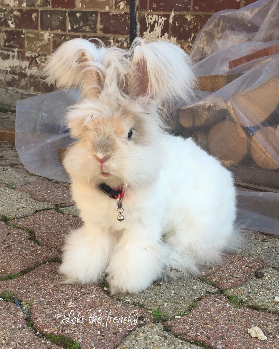 image d'un lapin angora anglais