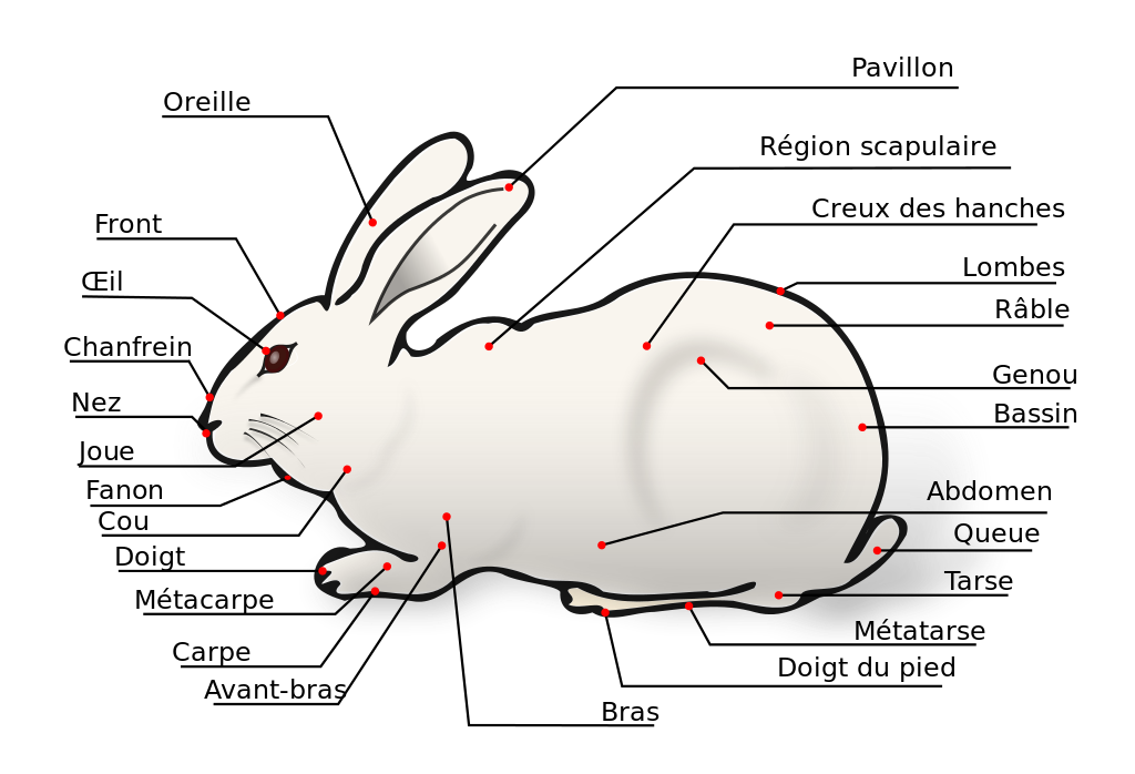 image qui montre les caractéristique d'un lapin