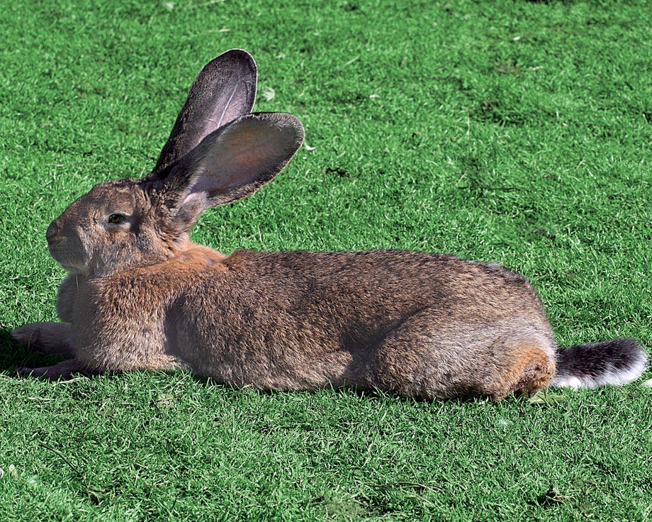 image d'un lapin géant des Flandres