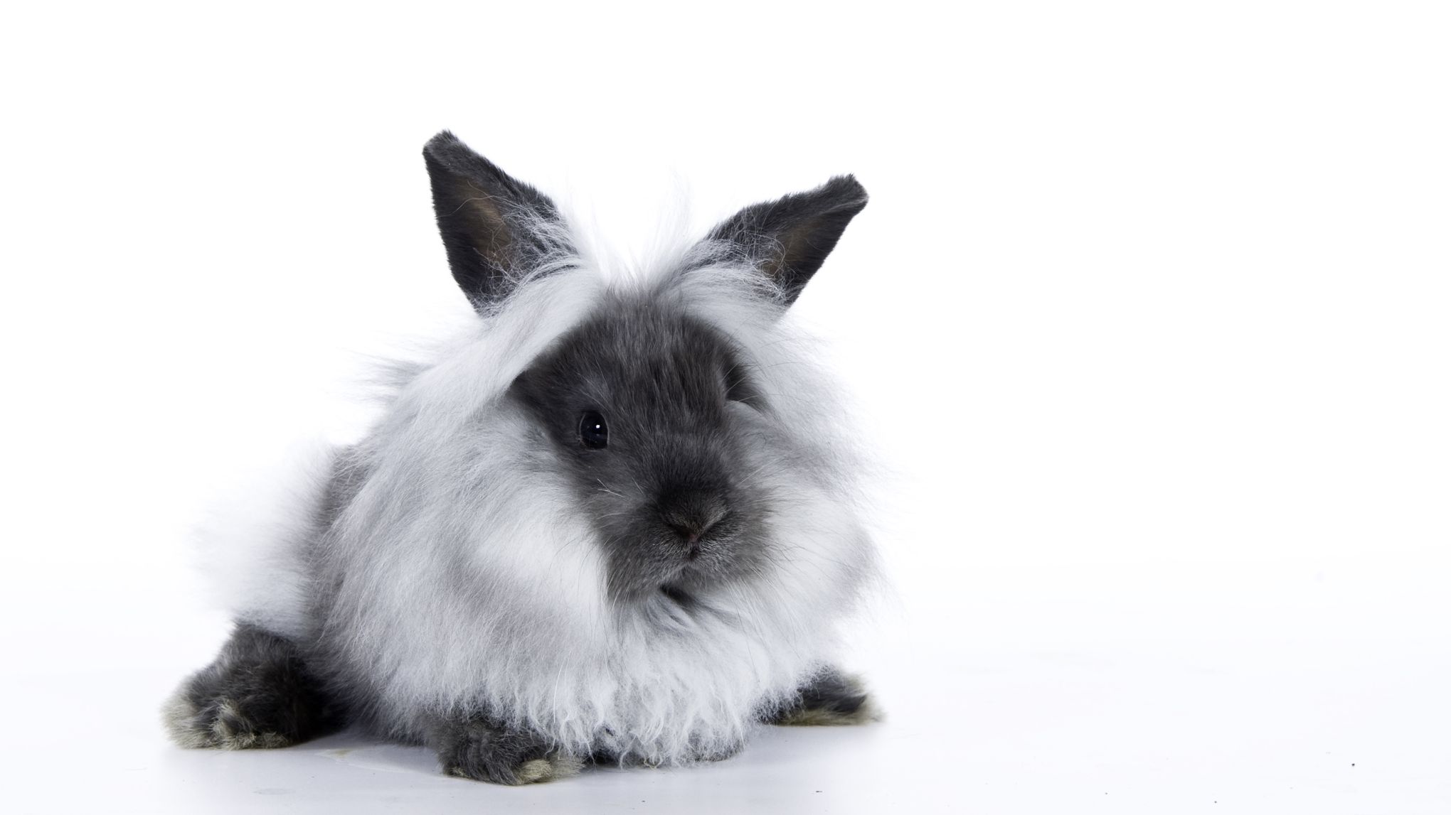 image d'un lapin lionhead