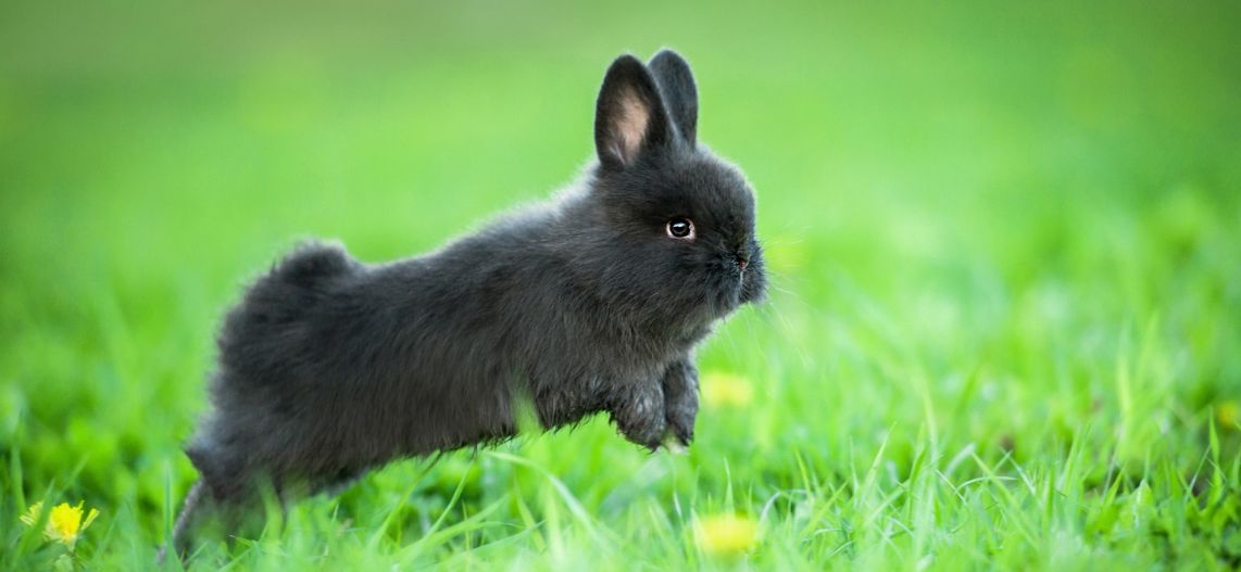 image d'un lapin nain